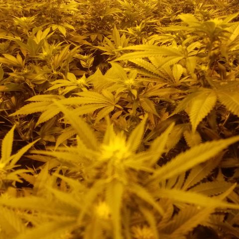 24k on Fire growlog timeline photo