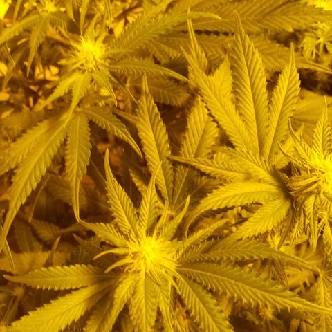 24k on Fire growlog timeline photo