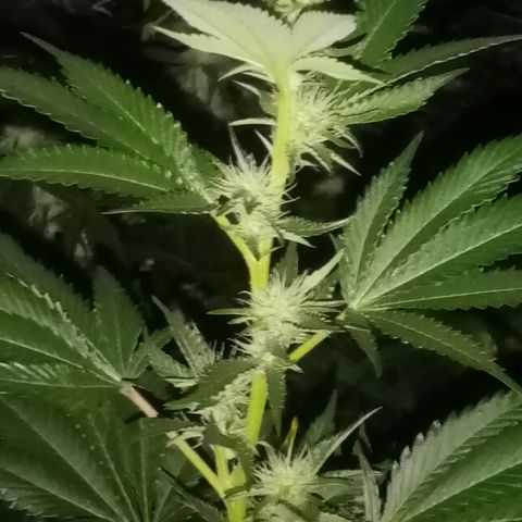 24k on Fire growlog timeline photo