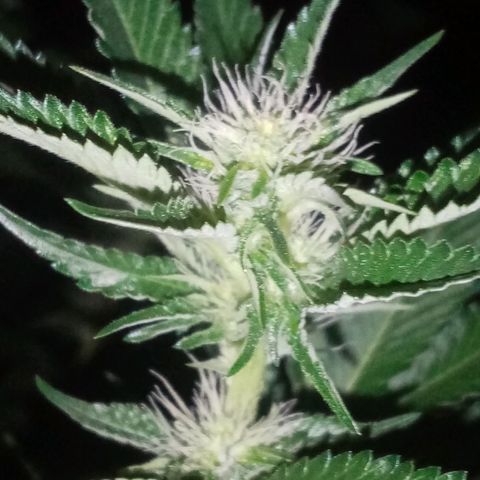24k on Fire growlog timeline photo