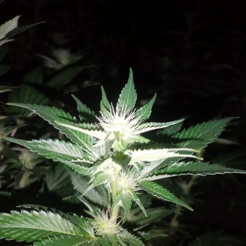 24k on Fire growlog timeline photo