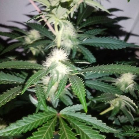 24k on Fire growlog timeline photo