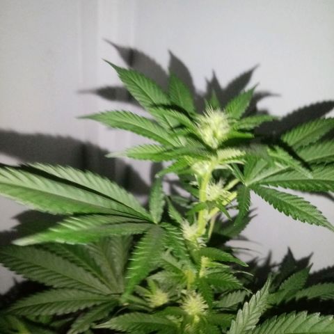 24k on Fire growlog timeline photo
