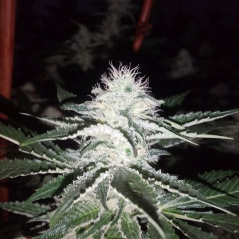 24k on Fire growlog timeline photo
