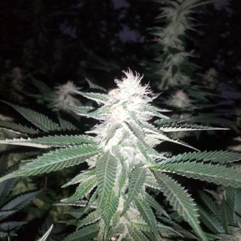 24k on Fire growlog timeline photo