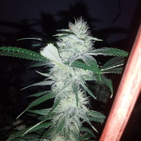 24k on Fire growlog timeline photo