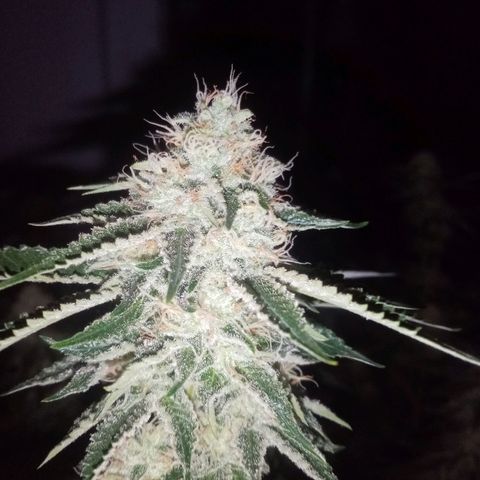 24k on Fire growlog timeline photo