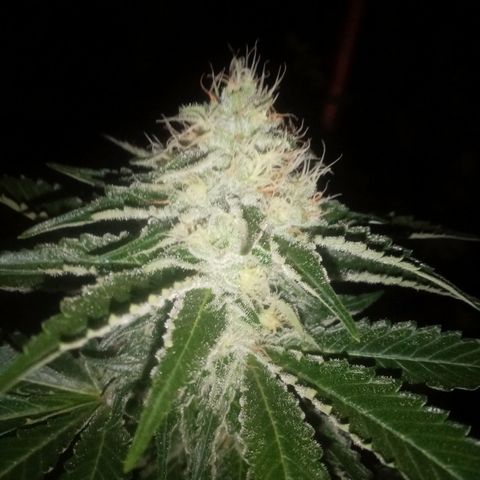 24k on Fire growlog timeline photo