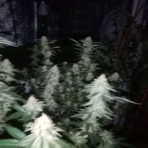 24k on Fire growlog timeline photo