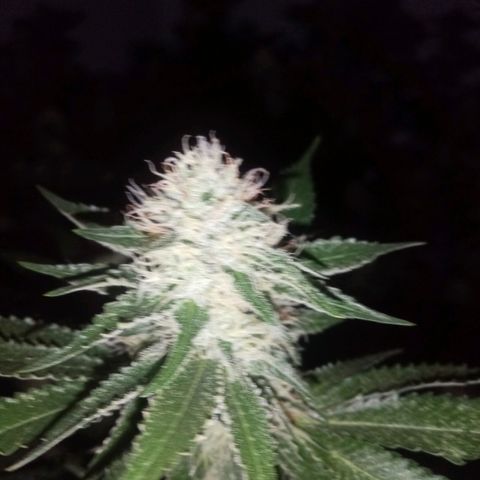 24k on Fire growlog timeline photo