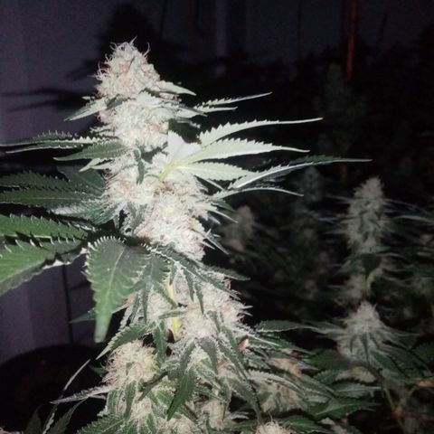 24k on Fire growlog timeline photo