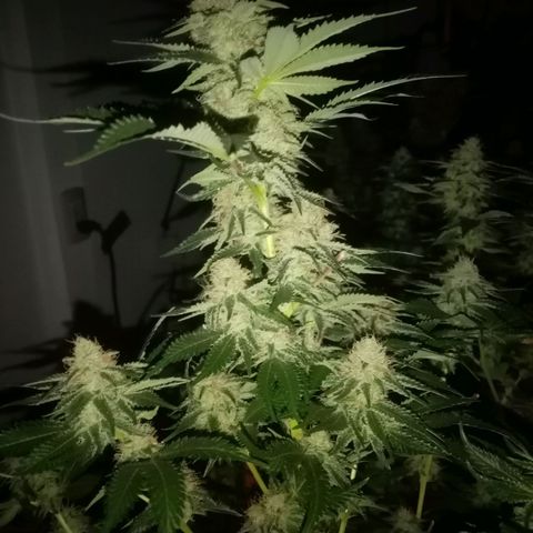 24k on Fire growlog timeline photo