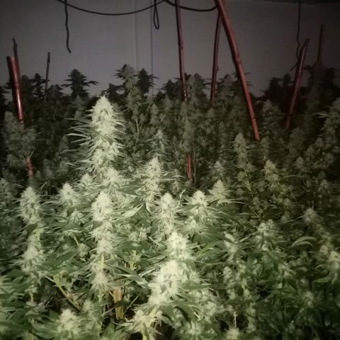 24k on Fire growlog timeline photo