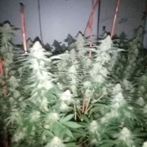 24k on Fire growlog timeline photo