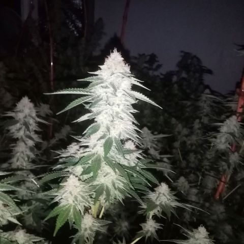 24k on Fire growlog timeline photo