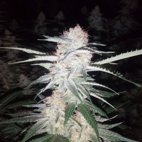 24k on Fire growlog timeline photo