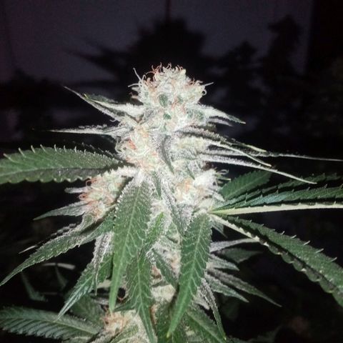 24k on Fire growlog timeline photo