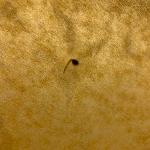 Randy growlog timeline photo