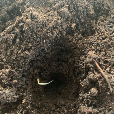 Randy growlog timeline photo
