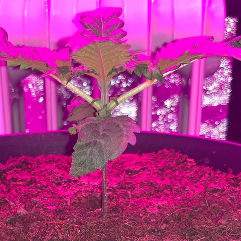 Randy growlog timeline photo