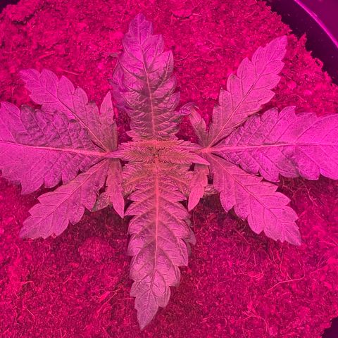 Randy growlog timeline photo