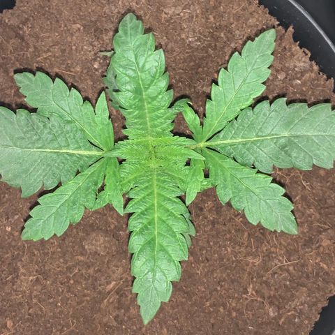 Randy growlog timeline photo