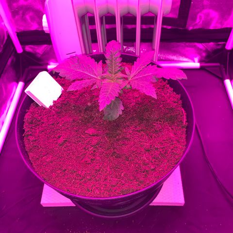 Randy growlog timeline photo