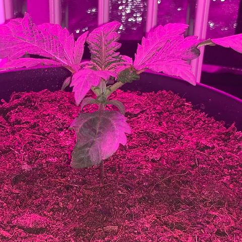 Randy growlog timeline photo