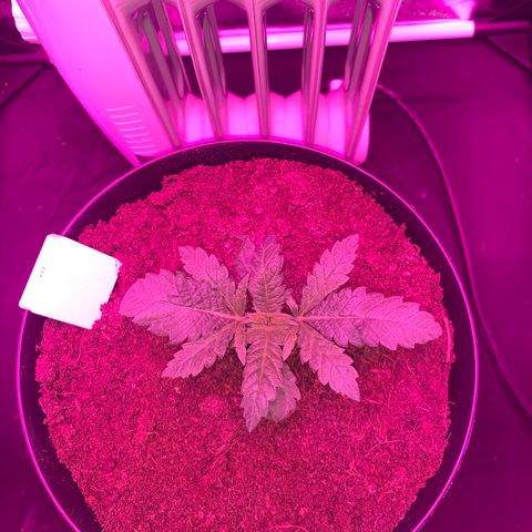 Randy growlog timeline photo