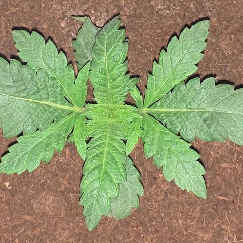 Randy growlog timeline photo