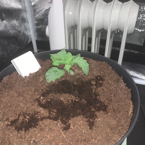Randy growlog timeline photo