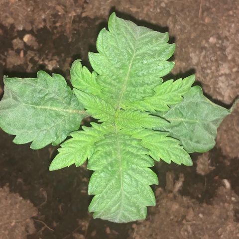 Randy growlog timeline photo