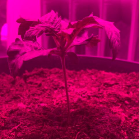 Randy growlog timeline photo