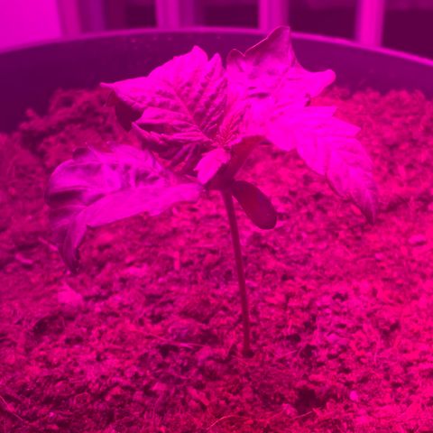 Randy growlog timeline photo