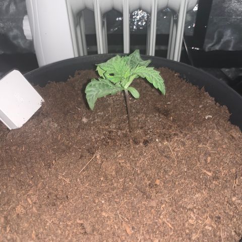 Randy growlog timeline photo