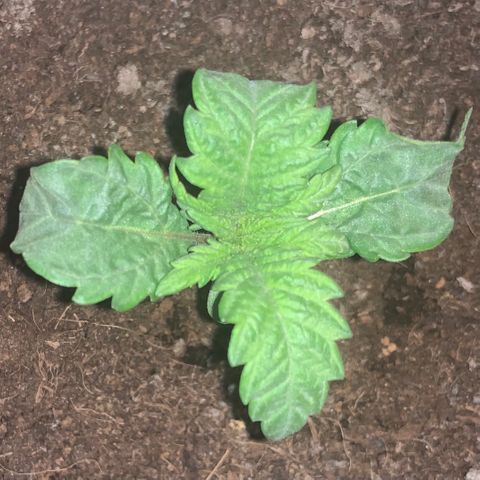 Randy growlog timeline photo