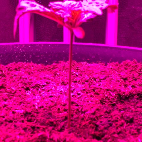 Randy growlog timeline photo