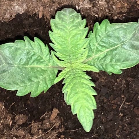Randy growlog timeline photo