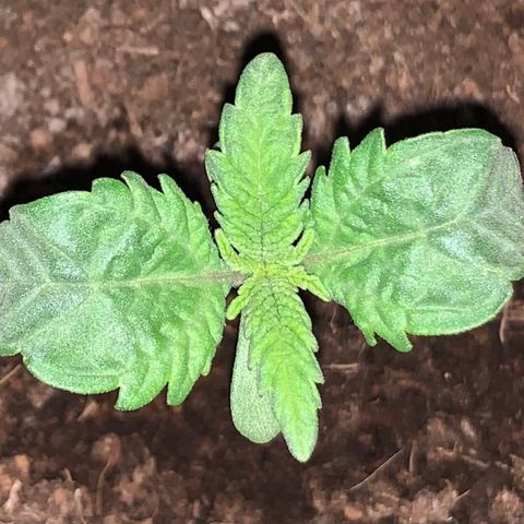 Randy growlog timeline photo