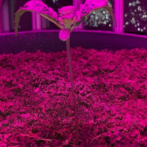 Randy growlog timeline photo