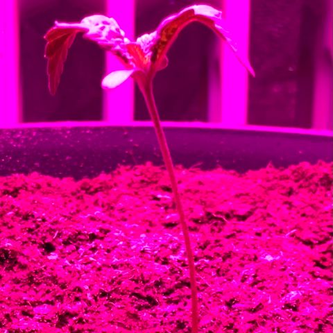 Randy growlog timeline photo