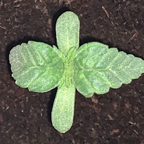 Randy growlog timeline photo