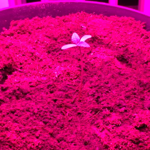 Randy growlog timeline photo