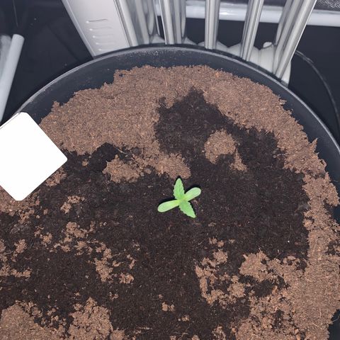 Randy growlog timeline photo