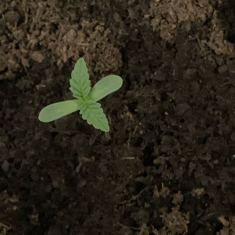 Randy growlog timeline photo