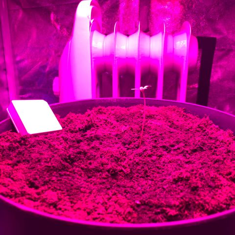 Randy growlog timeline photo