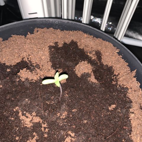 Randy growlog timeline photo