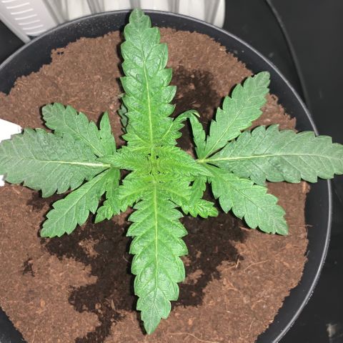 Randy growlog timeline photo