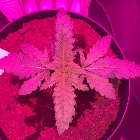 Randy growlog timeline photo