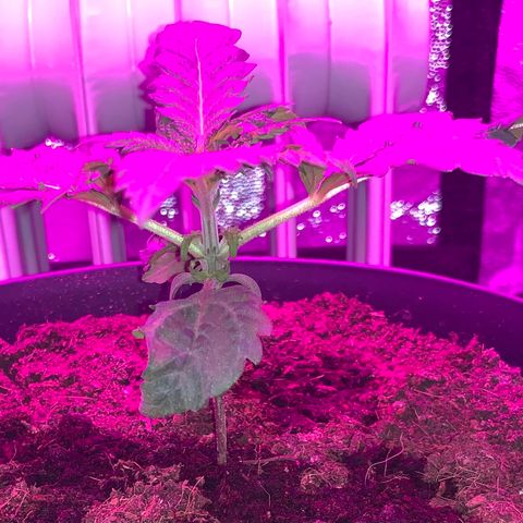 Randy growlog timeline photo